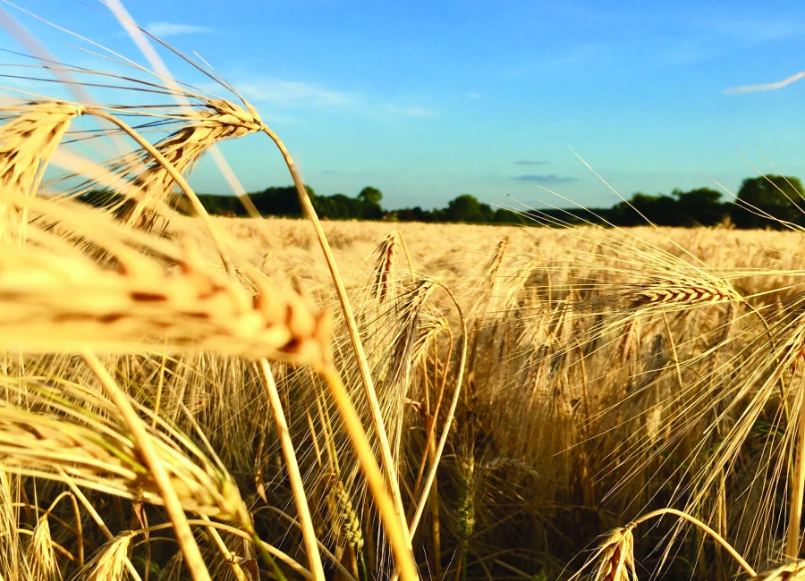 golden-field