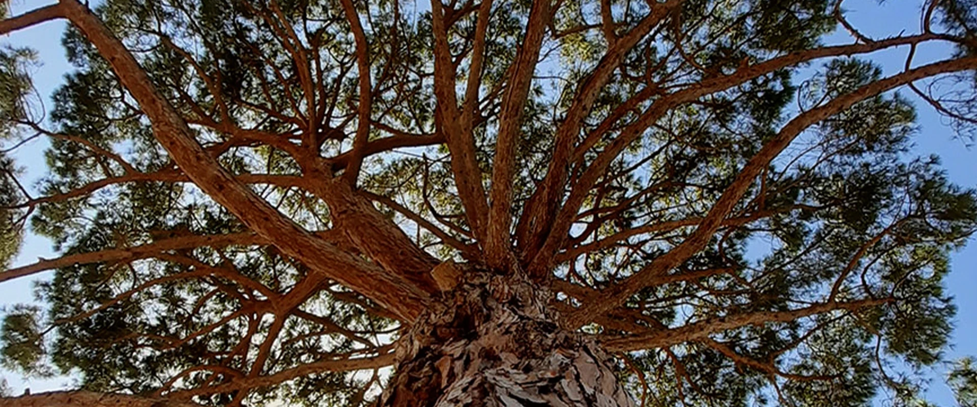 tree-view-from-below