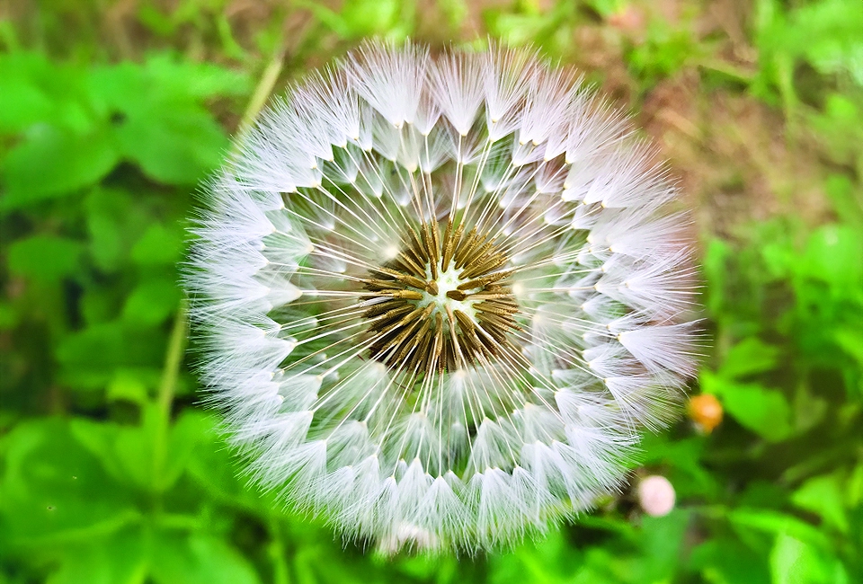wild-flower